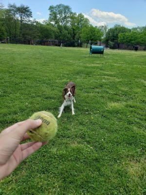 New Carrollton Dog Park