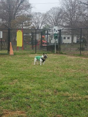 New Carrollton Dog Park