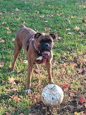 New Carrollton Dog Park