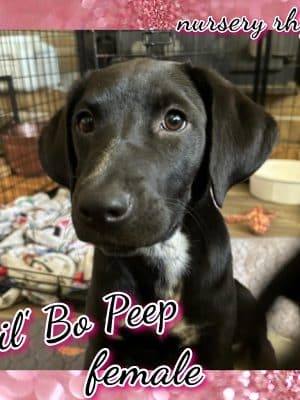Amazing Mutts Puppy Rescue, inc
