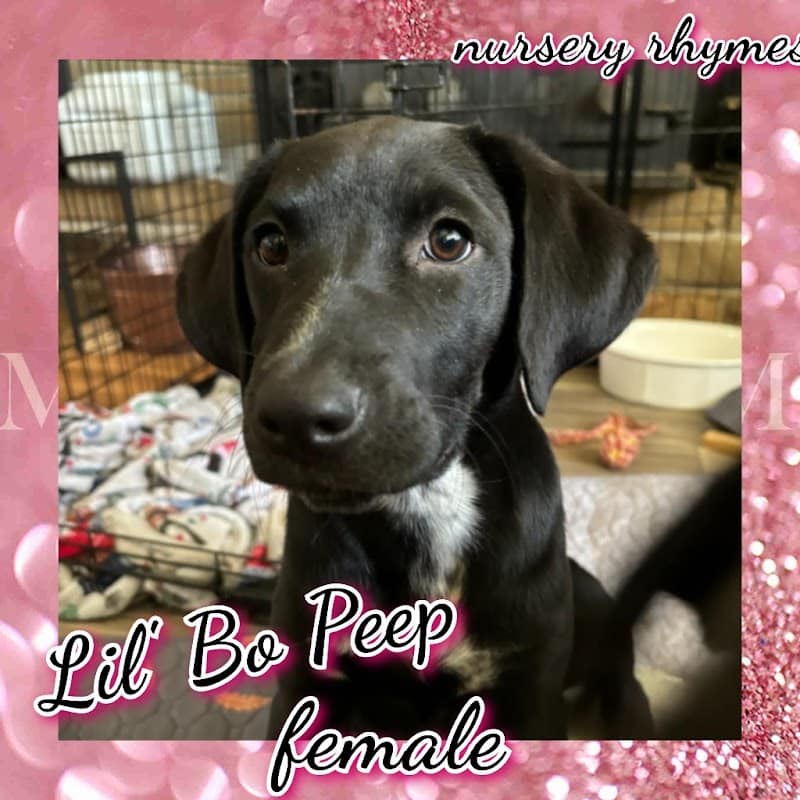 Amazing Mutts Puppy Rescue, inc - New Egypt, NJ