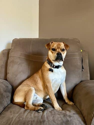 Amazing Mutts Puppy Rescue, inc