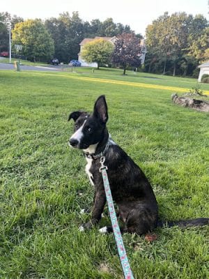 Amazing Mutts Puppy Rescue, inc