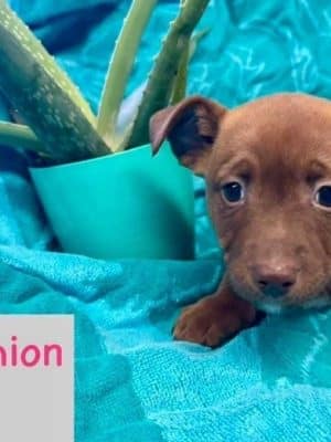 Amazing Mutts Puppy Rescue, inc