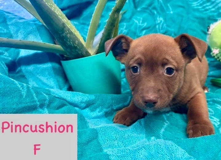 Amazing Mutts Puppy Rescue, inc - New Egypt, NJ