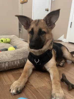 Amazing Mutts Puppy Rescue, inc