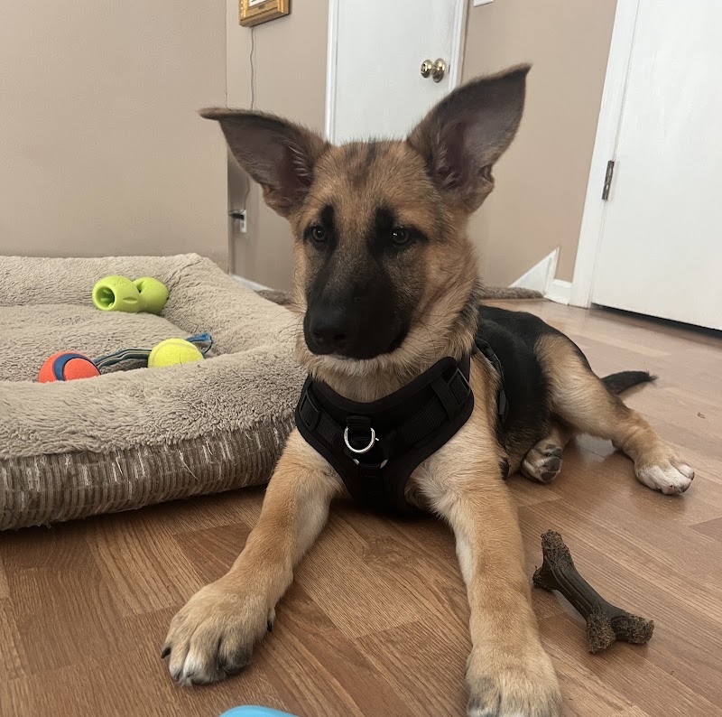 Amazing Mutts Puppy Rescue, inc - New Egypt, NJ