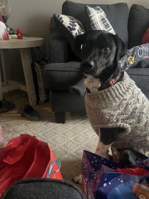 Amazing Mutts Puppy Rescue, inc