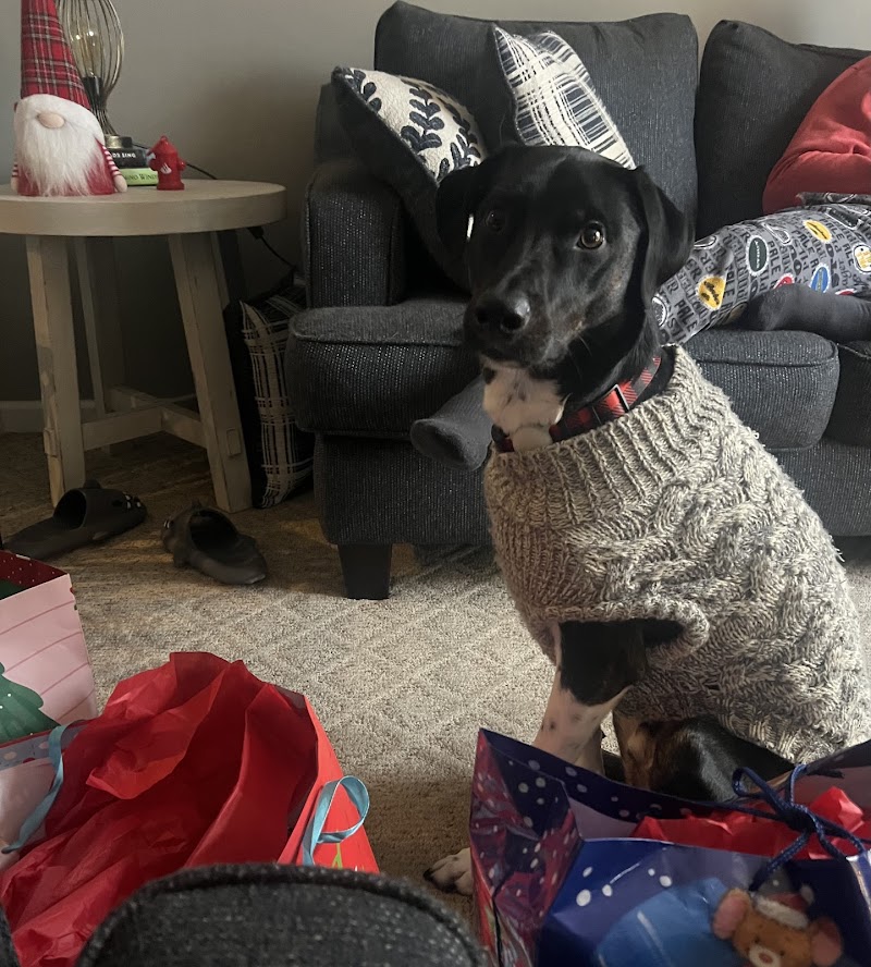 Amazing Mutts Puppy Rescue, inc - New Egypt, NJ