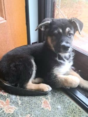 Amazing Mutts Puppy Rescue, inc