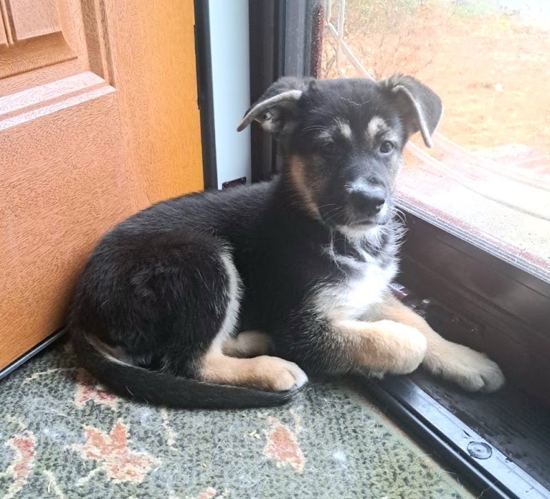 Amazing Mutts Puppy Rescue, inc - New Egypt, NJ