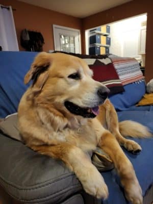 Amazing Mutts Puppy Rescue, inc