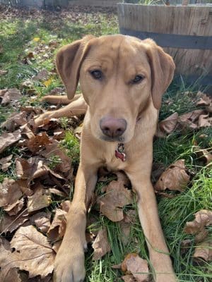 Amazing Mutts Puppy Rescue, inc