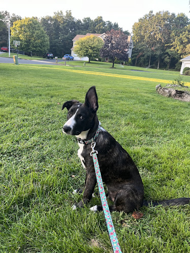 Amazing Mutts Puppy Rescue, inc