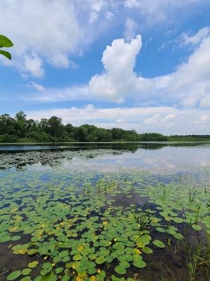 Colliers Mills Wildlife Management Area