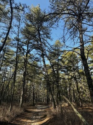 Colliers Mills Wildlife Management Area