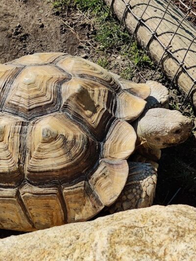 Lewis Adventure Farm & Zoo - New Era,
