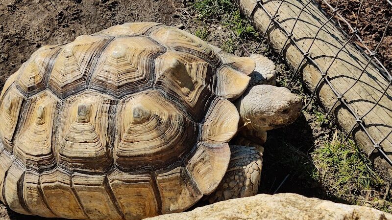 Lewis Adventure Farm & Zoo - New Era,