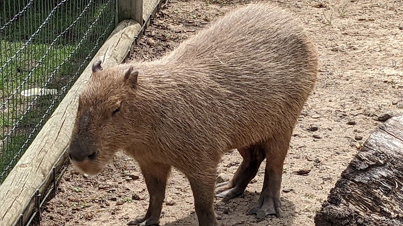 Lewis Adventure Farm & Zoo - New Era,