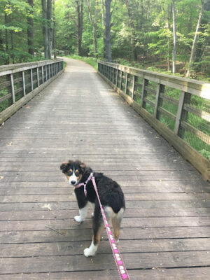 Hart-Montague Bicycle Trail Park