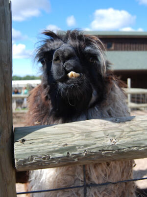 Lewis Adventure Farm & Zoo