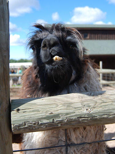 Lewis Adventure Farm & Zoo