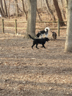 Portage Lakes Dog Park
