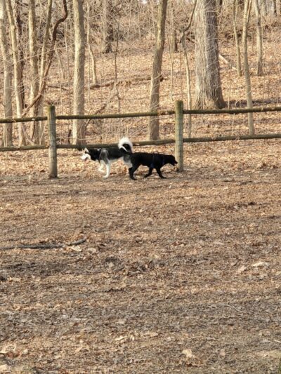 Portage Lakes Dog Park - New Franklin,