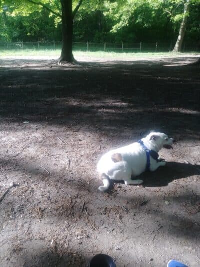 Portage Lakes Dog Park - New Franklin,