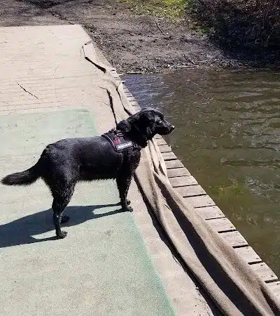 Portage Lakes Dog Park - New Franklin,