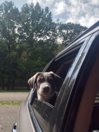 Portage Lakes Dog Park - New Franklin,