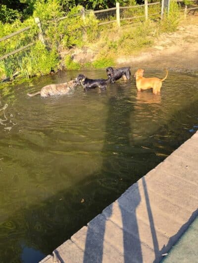 Portage Lakes Dog Park - New Franklin,