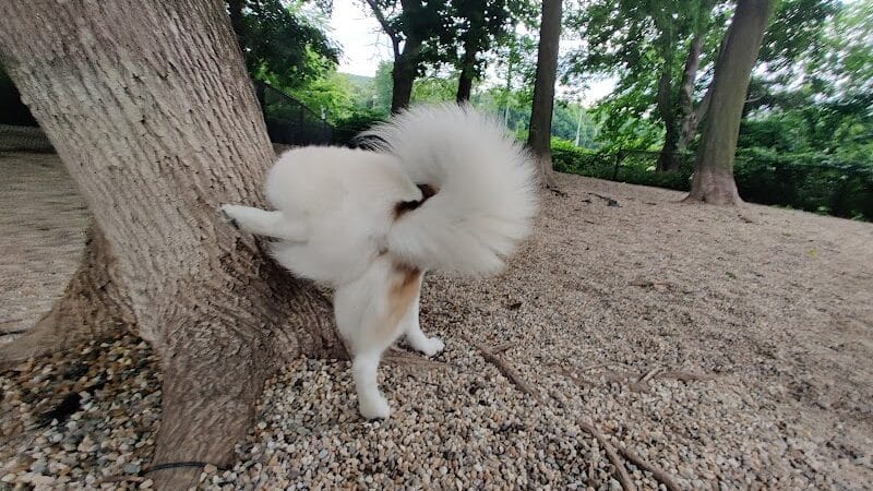 East Rock Dog Park - New Haven,