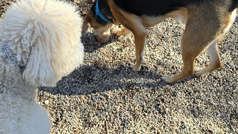East Rock Dog Park - New Haven,