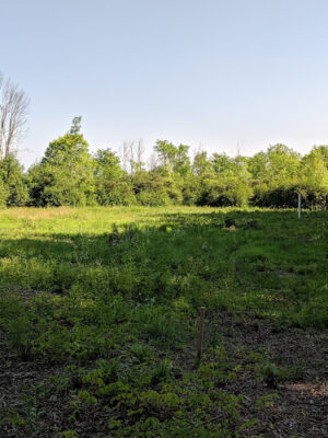 CRC Park - Staro Field