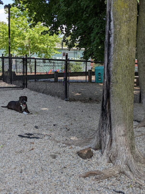 East Rock Dog Park