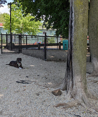 East Rock Dog Park