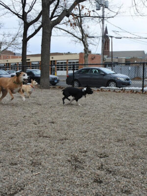Union Street Dog Park