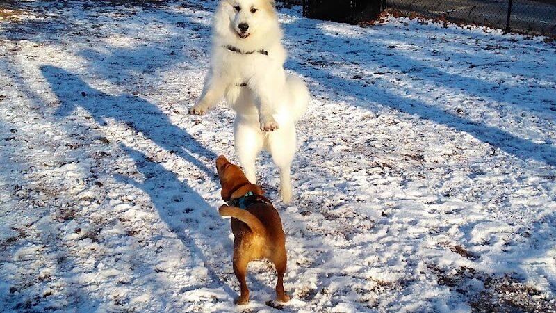 Union Street Dog Park - New Haven,