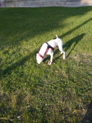 Liberty Park with Dog Park