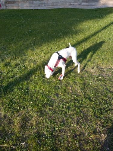 Liberty Park with Dog Park