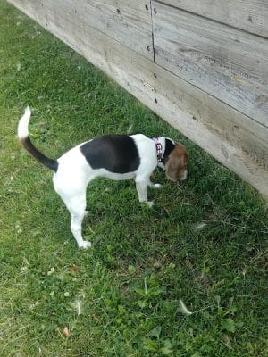 Liberty Park with Dog Park