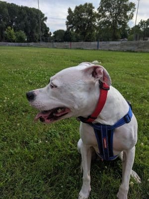 Liberty Park with Dog Park