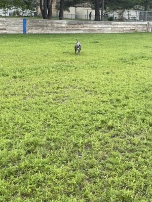 Liberty Park with Dog Park