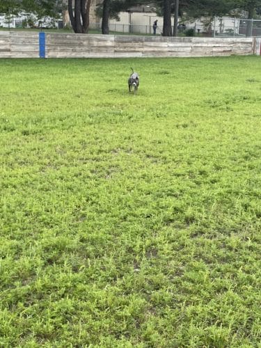 Liberty Park with Dog Park