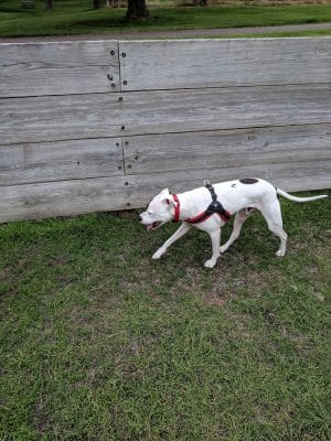 Lions Park with Dog Park