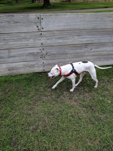 Lions Park with Dog Park
