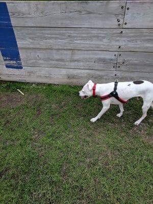 Lions Park with Dog Park
