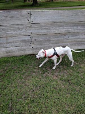 Lions Park with Dog Park