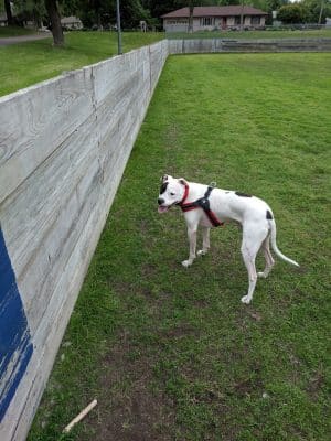 Lions Park with Dog Park